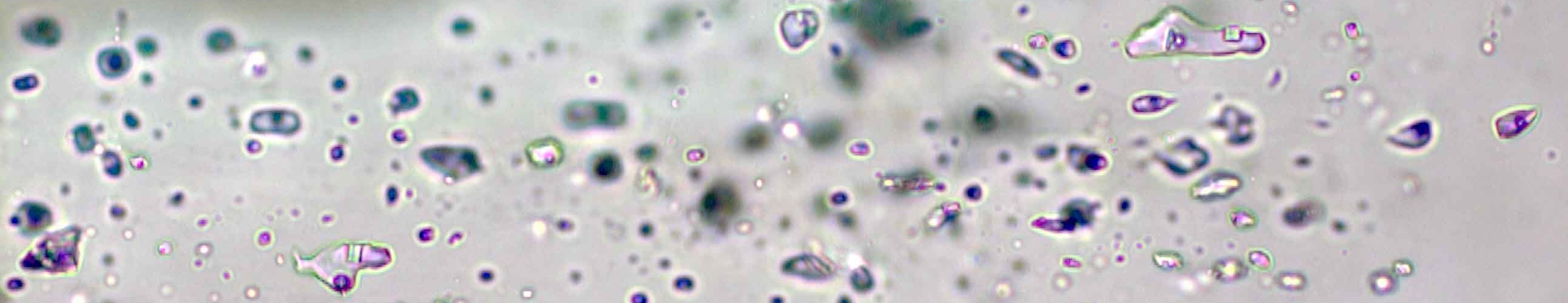 Fluid inclusions image 2 - triphase x50