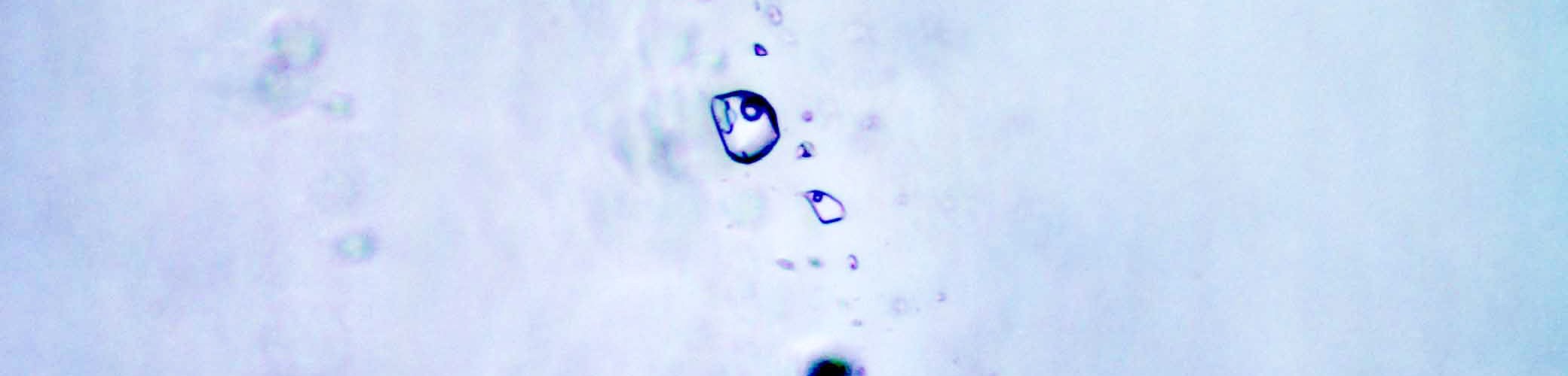 Fluid inclusions image 3 - microthermo